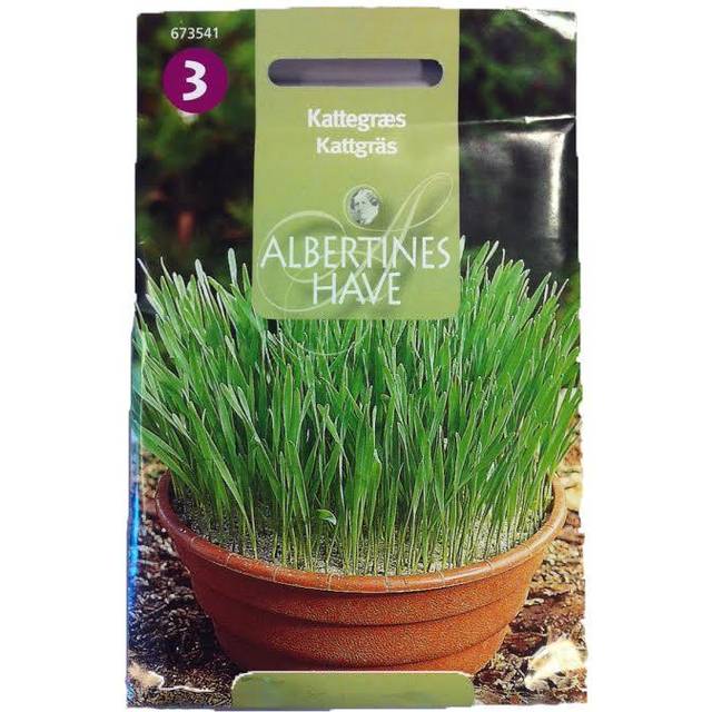 Gibbon Kattgräs, frö